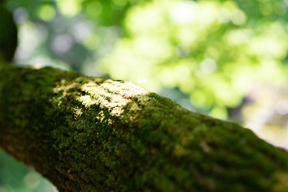 わずかな光で効果を発揮